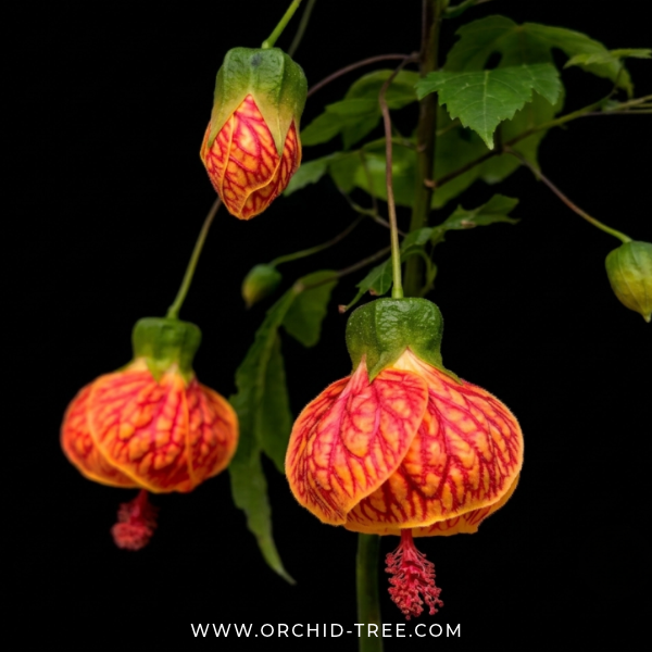 Lantern Hibiscus