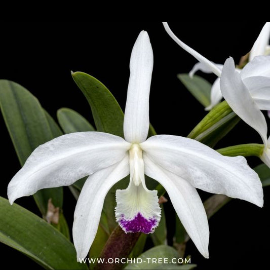 Cattleya (L.) perrinii var. semi-alba × sib Orchid Plant - BS