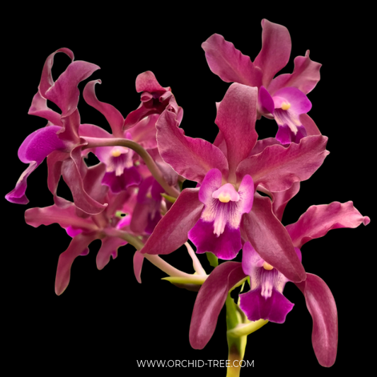 Cattleya (Myrmecophila) Burgundy Orchid Plant - BS - Buy Orchids Plants Online by Orchid-Tree.com