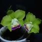 Cattleya Pry.Chief Green Sky'Peanut' Orchid Plant - MS (miniature)