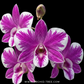 Dendrobium Ekapol Splash '2055' Orchid Plant- BS - Buy Orchids Plants Online by Orchid-Tree.com