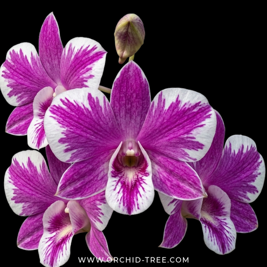 Dendrobium Ekapol Splash '2055' Orchid Plant- BS - Buy Orchids Plants Online by Orchid-Tree.com