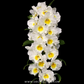 Dendrobium Nobile Sea Mary Snow King Orchid Plant - BS - Buy Orchids Plants Online by Orchid-Tree.com