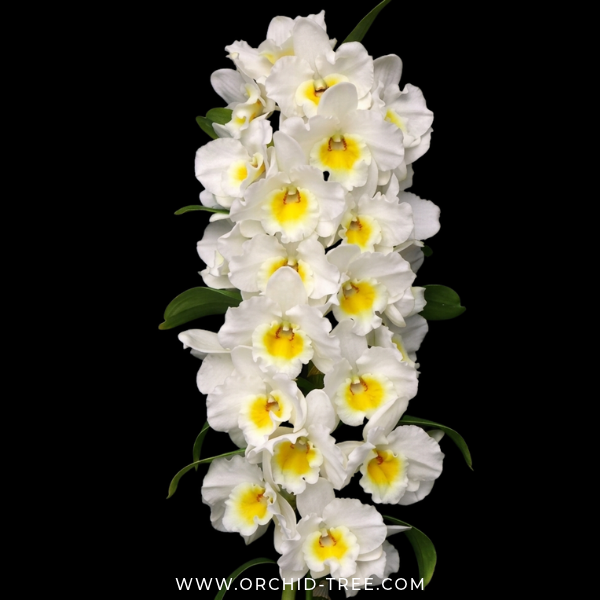 Dendrobium Nobile Sea Mary Snow King Orchid Plant - BS - Buy Orchids Plants Online by Orchid-Tree.com