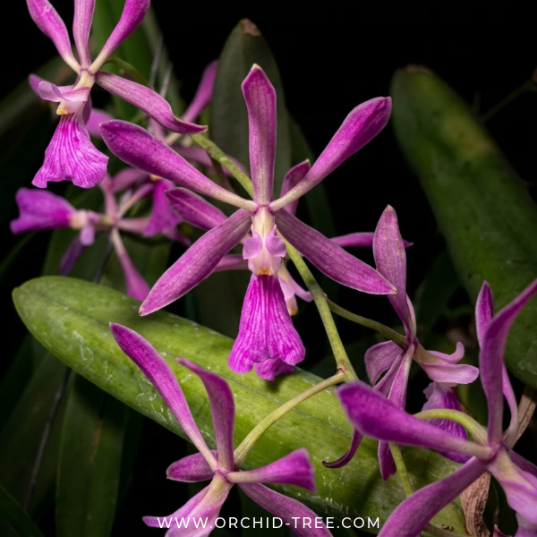 Encyclia Guadatam Orchid Plant - BS - Buy Orchids Plants Online by Orchid-Tree.com