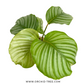 Calathea Orbifolia