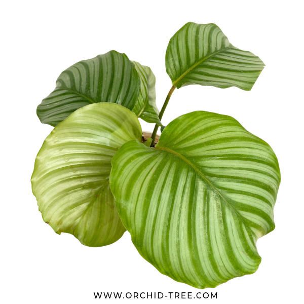 Calathea Orbifolia