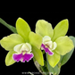 Cattleya Pry.Chief Green Sky'Peanut' Orchid Plant - SS - Buy Orchids Plants Online by Orchid-Tree.com