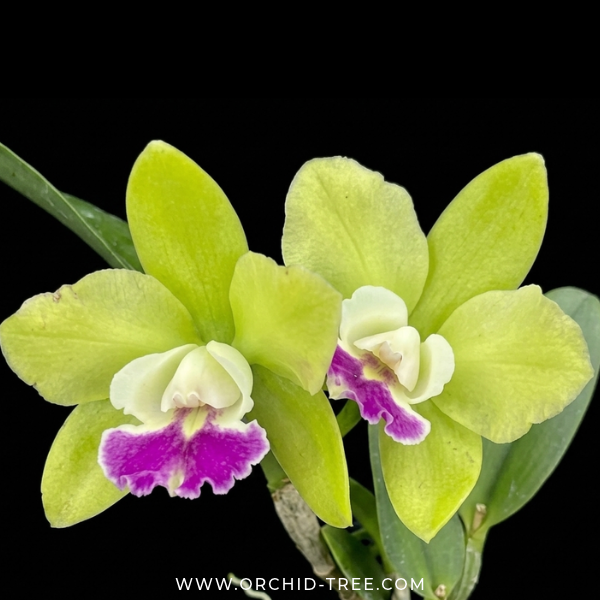 Cattleya Pry.Chief Green Sky'Peanut' Orchid Plant - SS - Buy Orchids Plants Online by Orchid-Tree.com