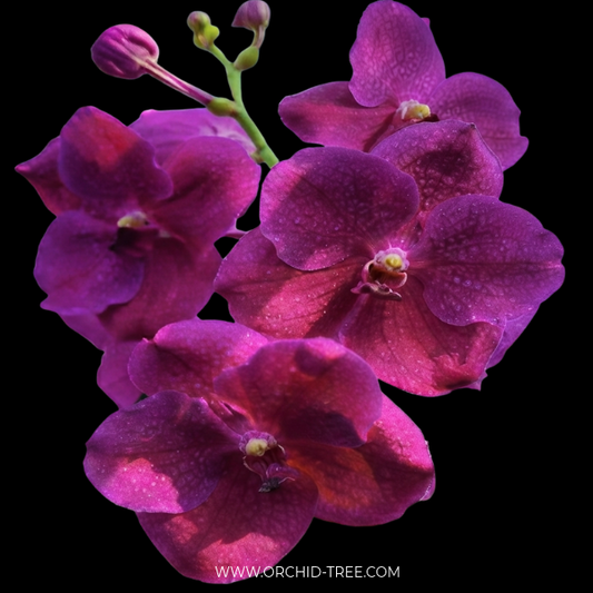 Vanda Boonserm Delight Pink Orchid Plant - BS