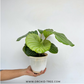 Calathea Orbifolia