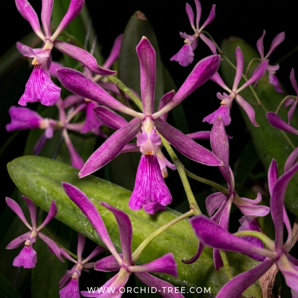 Encyclia Guadatam Orchid Plant - BS - Buy Orchids Plants Online by Orchid-Tree.com