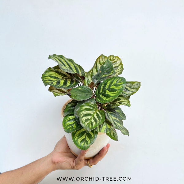Calathea Makoyana