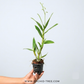 Dendrobium Meesangnil( #2 ) Orchid Plant - FF - Buy Orchids Plants Online by Orchid-Tree.com