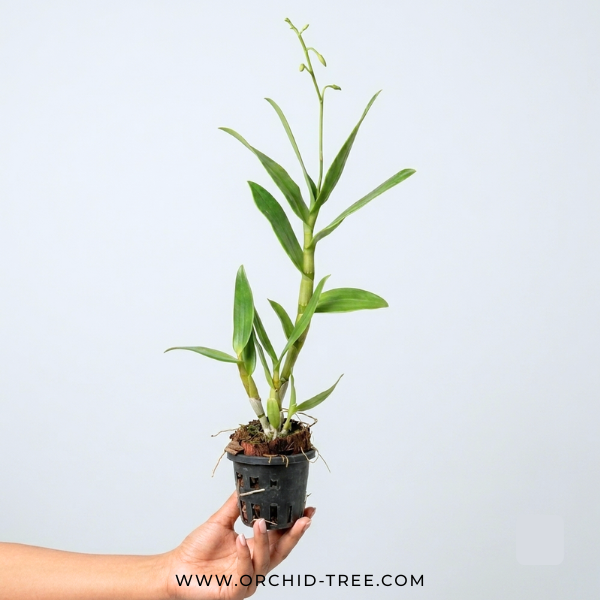 Dendrobium Meesangnil( #2 ) Orchid Plant - FF - Buy Orchids Plants Online by Orchid-Tree.com
