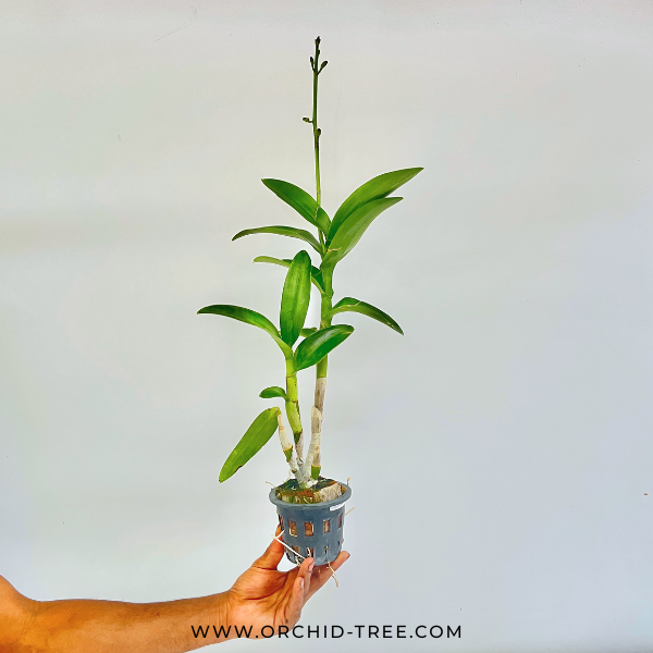 Dendrobium Burana Charm Orchid Plant - BS - Buy Orchids Plants Online by Orchid-Tree.com