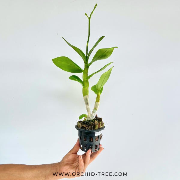 Dendrobium Charak Red Orchid Plant - FF - Buy Orchids Plants Online by Orchid-Tree.com