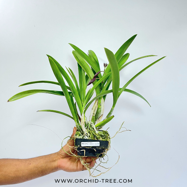 Encyleyvola Jairak Crimson Star Orchid Plant - FF - Buy Orchids Plants Online by Orchid-Tree.com