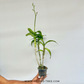 Dendrobium Red Flame - FF - Buy Orchids Plants Online by Orchid-Tree.com