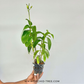 Dendrobium Charming White Orchid Plant - FF - Buy Orchids Plants Online by Orchid-Tree.com