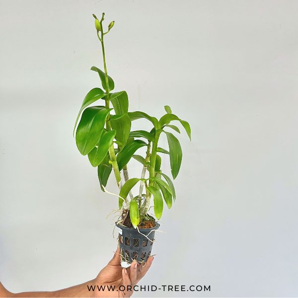 Dendrobium Charming White Orchid Plant - FF - Buy Orchids Plants Online by Orchid-Tree.com