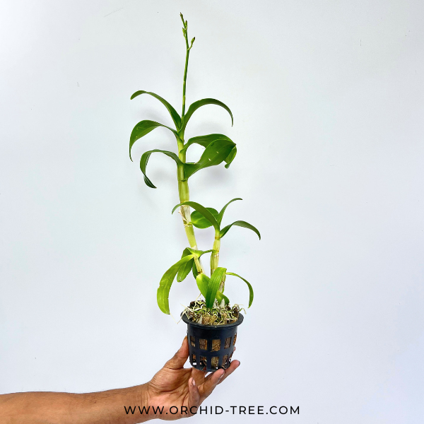 Dendrobium Red #319 Orchid Plant - FF