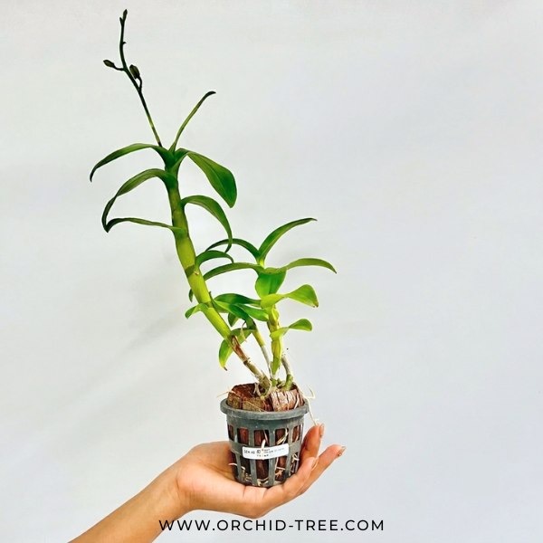 Dendrobium Burana Emerald Orchid Plant - FF - Buy Orchids Plants Online by Orchid-Tree.com