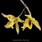 Dendrobium Jairak Moonlight Orchid Plant - BS