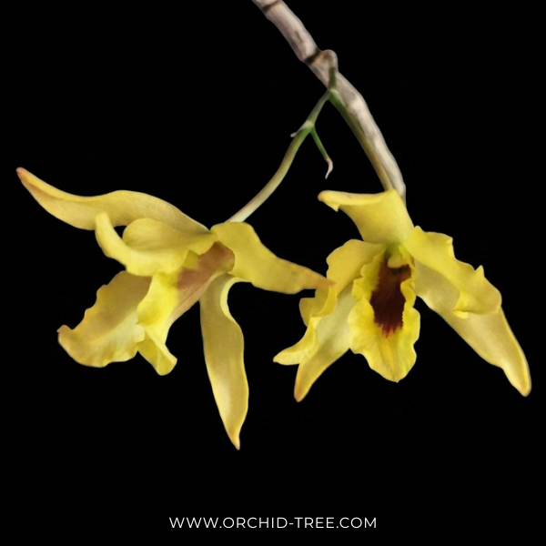 Dendrobium Jairak Moonlight Orchid Plant - BS