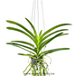 Vanda Boonserm Delight Pink Orchid Plant - FF
