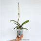 Phalaenopsis Lianher Wax Fouse Orchid Plant - FF