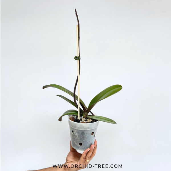 Phalaenopsis Lianher Wax Fouse Orchid Plant - FF