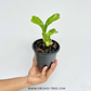 Grammatophyllum scriptum var. kiilani Orchid Plant - BS (Miniature)