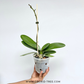 Phalaenopsis Sarcasm Orchid Plant - FF