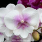 Phalaenopsis 'SOGO F8603' Orchid Plant - BS