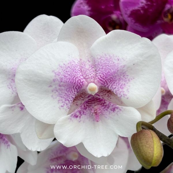 Phalaenopsis 'SOGO F8603' Orchid Plant - BS