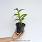 Dendrobium Nobile Sea Mary Snow King Orchid Plant - BS