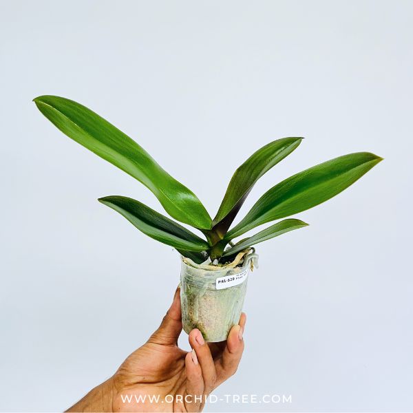 Phalaenopsis 'SOGO F8603' Orchid Plant - BS