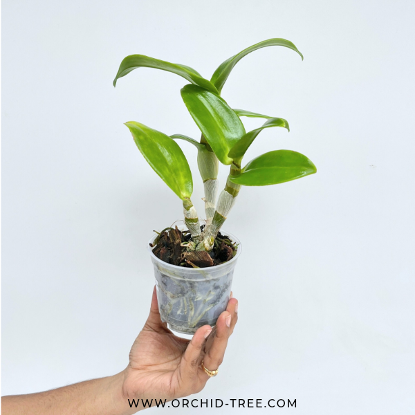Dendrobium Ekapol Splash '2055' Orchid Plant- NBS