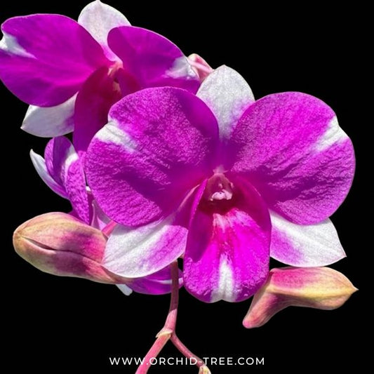 Dendrobium Mini Nemo Orchid Plant - FF