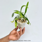 Phalaenopsis pulcherrima var. coerulea splash Orchid Plant - BS