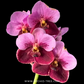 Vanda Day 'N' Night Orchid Plant - BS - Buy Orchids Plants Online by Orchid-Tree.com