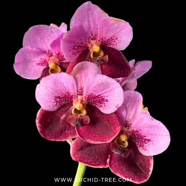 Vanda Day 'N' Night Orchid Plant - BS - Buy Orchids Plants Online by Orchid-Tree.com