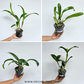 Cattleya Pack of 4 Matured Plants - BS