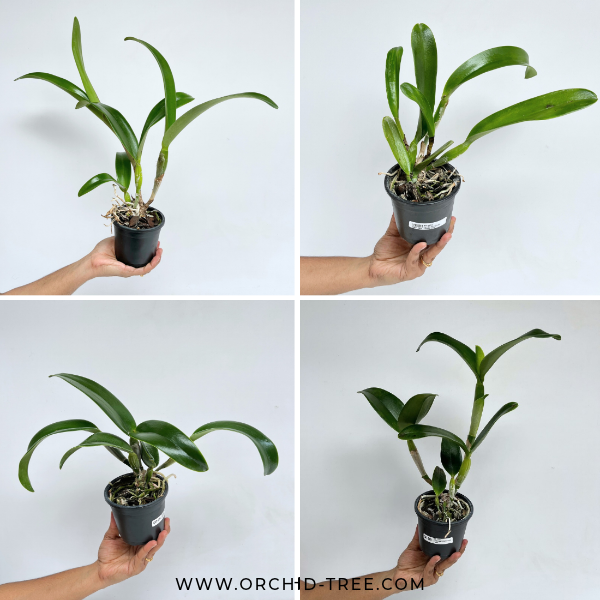 Cattleya Pack of 4 Matured Plants - BS
