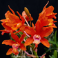 Cattleya Taiwan Firecracker 'Popcorn' Orchid Plant - BS - Buy Orchids Plants Online by Orchid-Tree.com