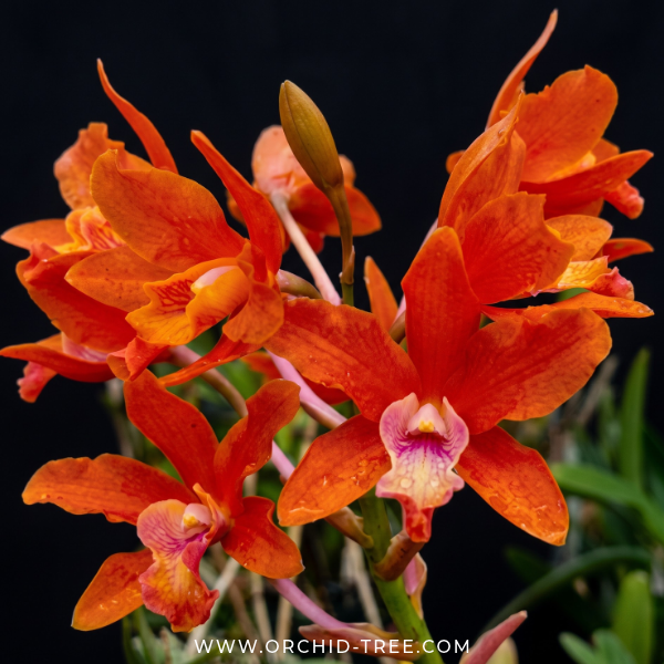 Cattleya Taiwan Firecracker 'Popcorn' Orchid Plant - BS - Buy Orchids Plants Online by Orchid-Tree.com
