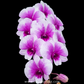 Dendrobium Enobi Purple x Yaya compactum Orchid Plant - FF