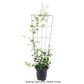 Clematis With Trellis - Buy Orchids Plants Online by Orchid-Tree.com