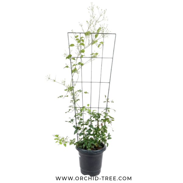 Clematis With Trellis - Buy Orchids Plants Online by Orchid-Tree.com